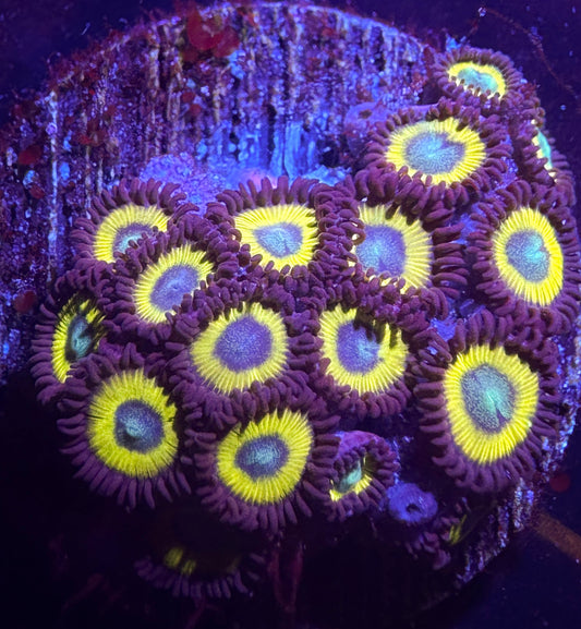 Black Bella Zoanthids