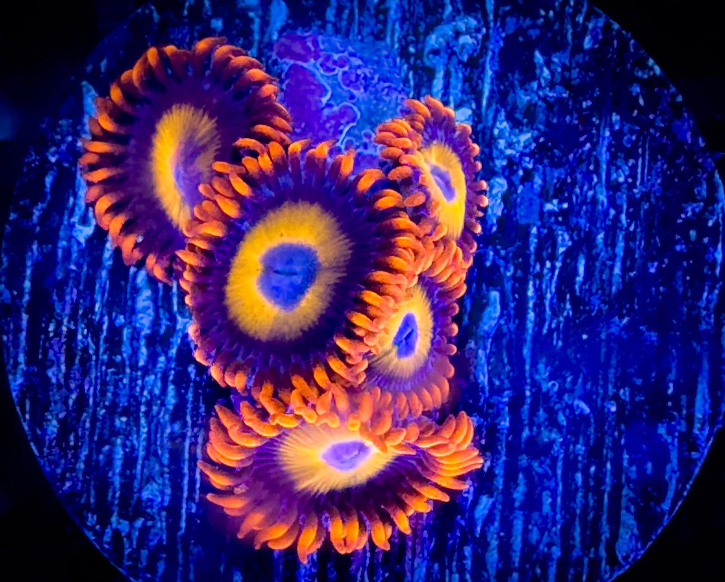 Blondies Zoanthids