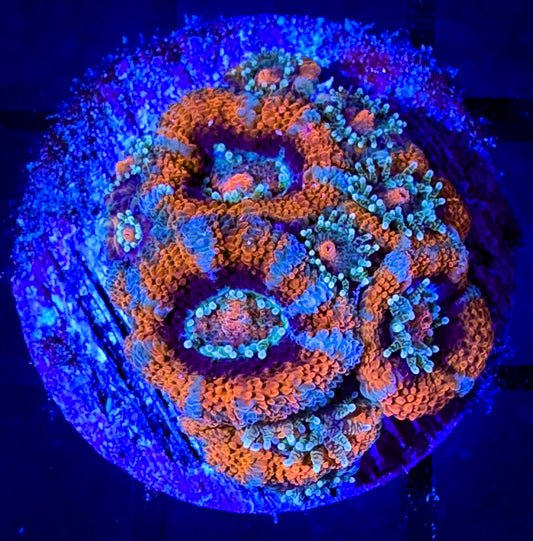 WYSIWYG Blue and Red Micromussa (Mini Acan) 01B1