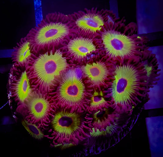 Bob Marley Zoanthids