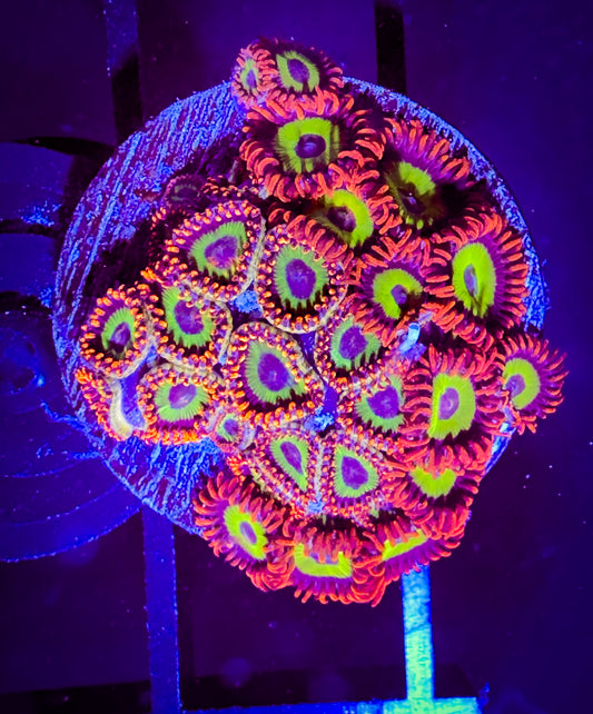 WYSIWYG 2 varieties Emeralds on Fire Zoanthids combo