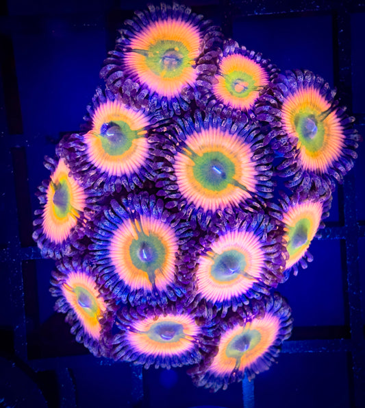 WYSIWYG Cornbread Rainbow Infusions Zoanthids Large Frag B