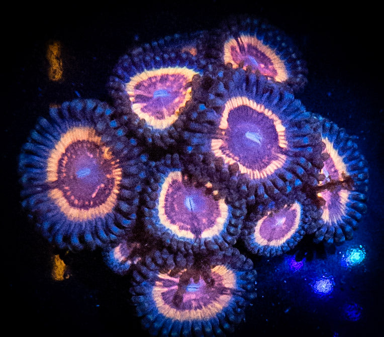 CC Bloodsuckers Zoanthids