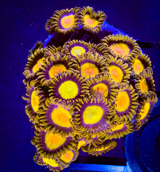 WYSIWYG CC Tutti Fruity Zoanthids Large Frag 09B4