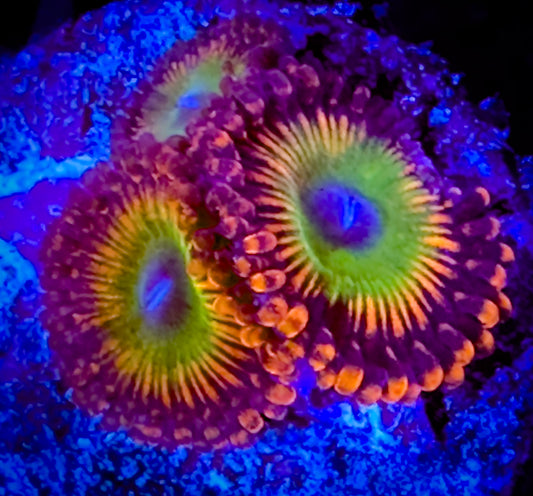 Candy Apple Reds Zoanthids