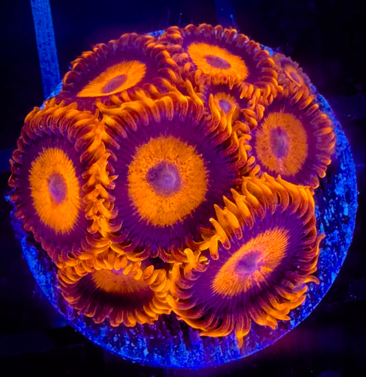 CB Orange Hornets AKA Oxides Zoanthids