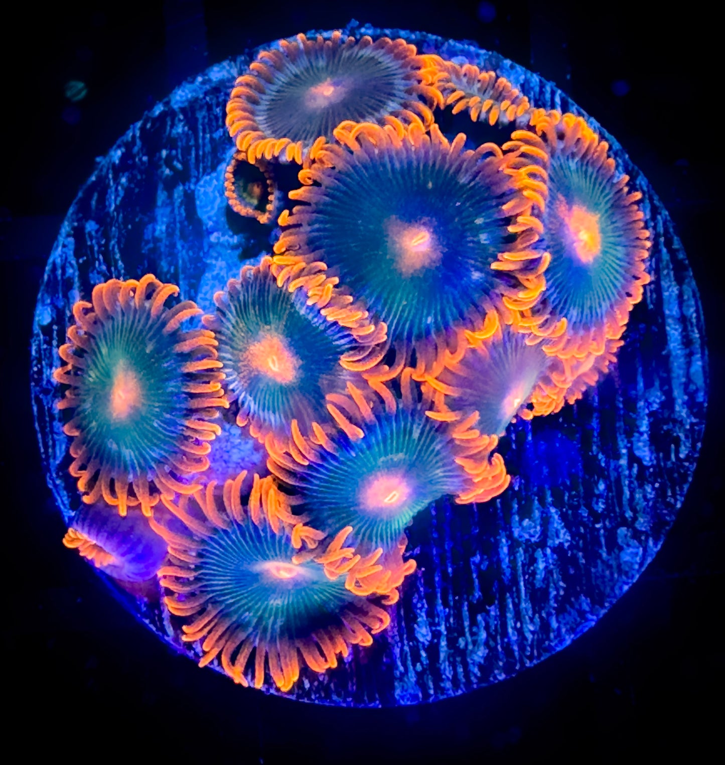 Cornbread Rockstars Zoanthids