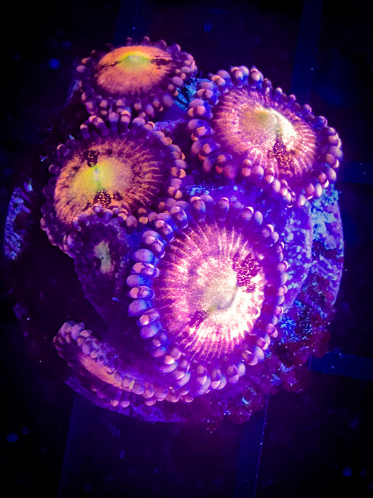 JF Crybaby Zoanthids