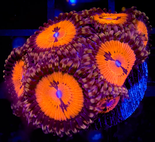 WWC Bloodsuckers AKA Date Night Zoanthids