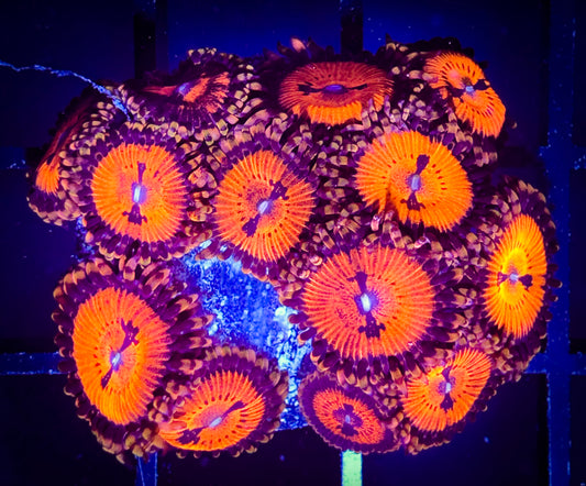 WYSIWYG Date Night Zoanthids Full Plug