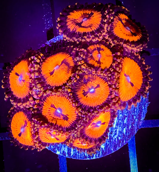 WYSIWYG Date Night Zoanthids Full Plug B