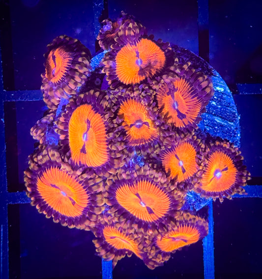 WYSIWYG Date Night Zoanthids Full Plug C