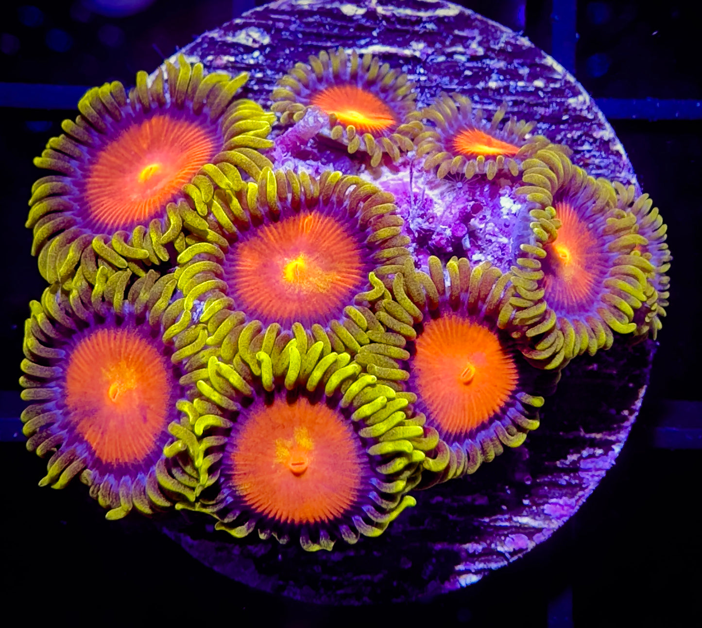 Dragon Eye Zoanthids