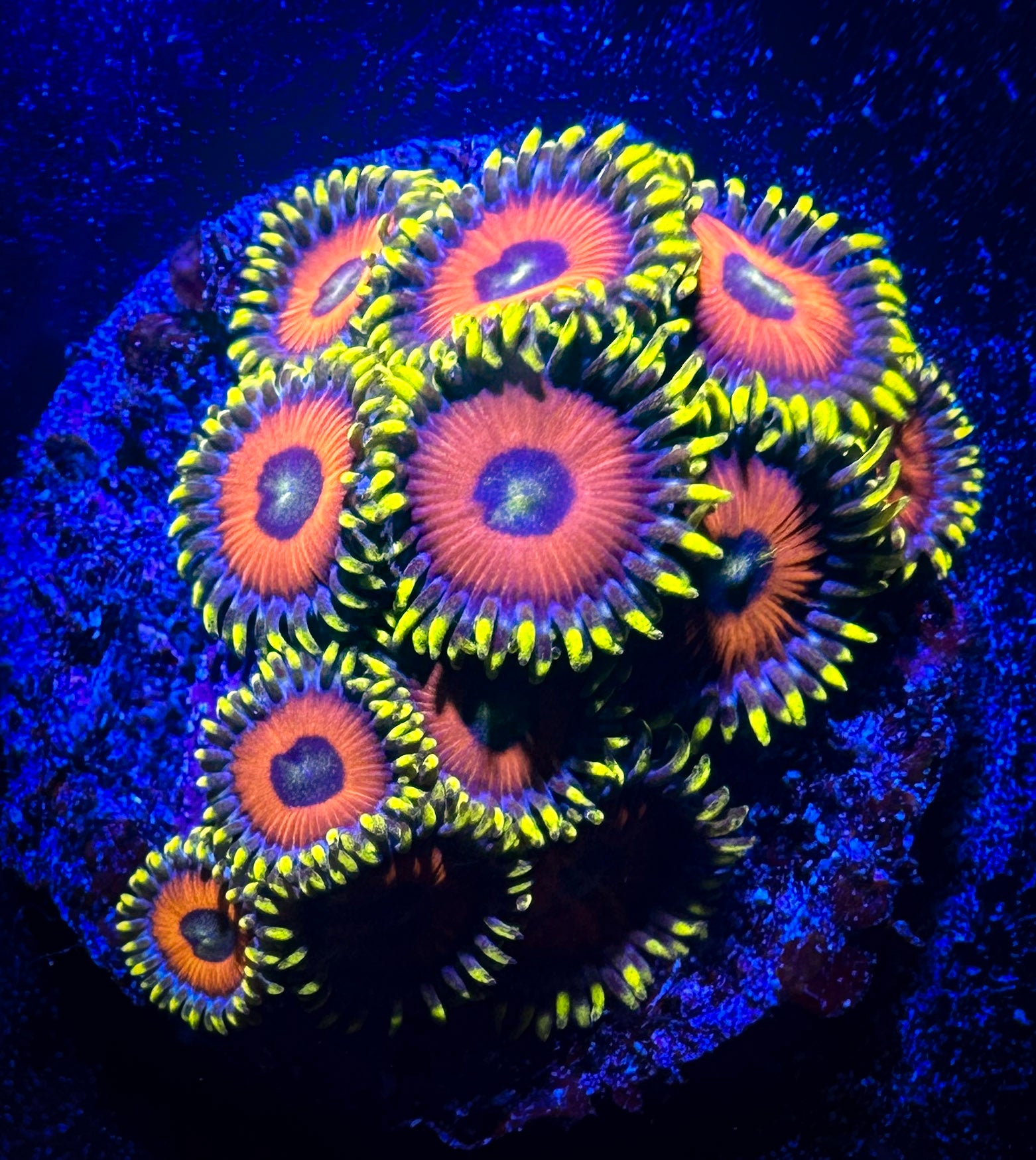 Eagle Eyes Zoanthids – Goat Corals