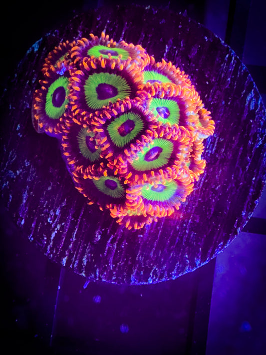 Emeralds on Fire Zoanthids