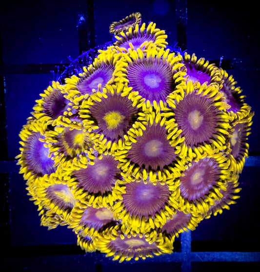 WYSIWYG Evil Mel's Green Skirt Zoanthids Large Frag B