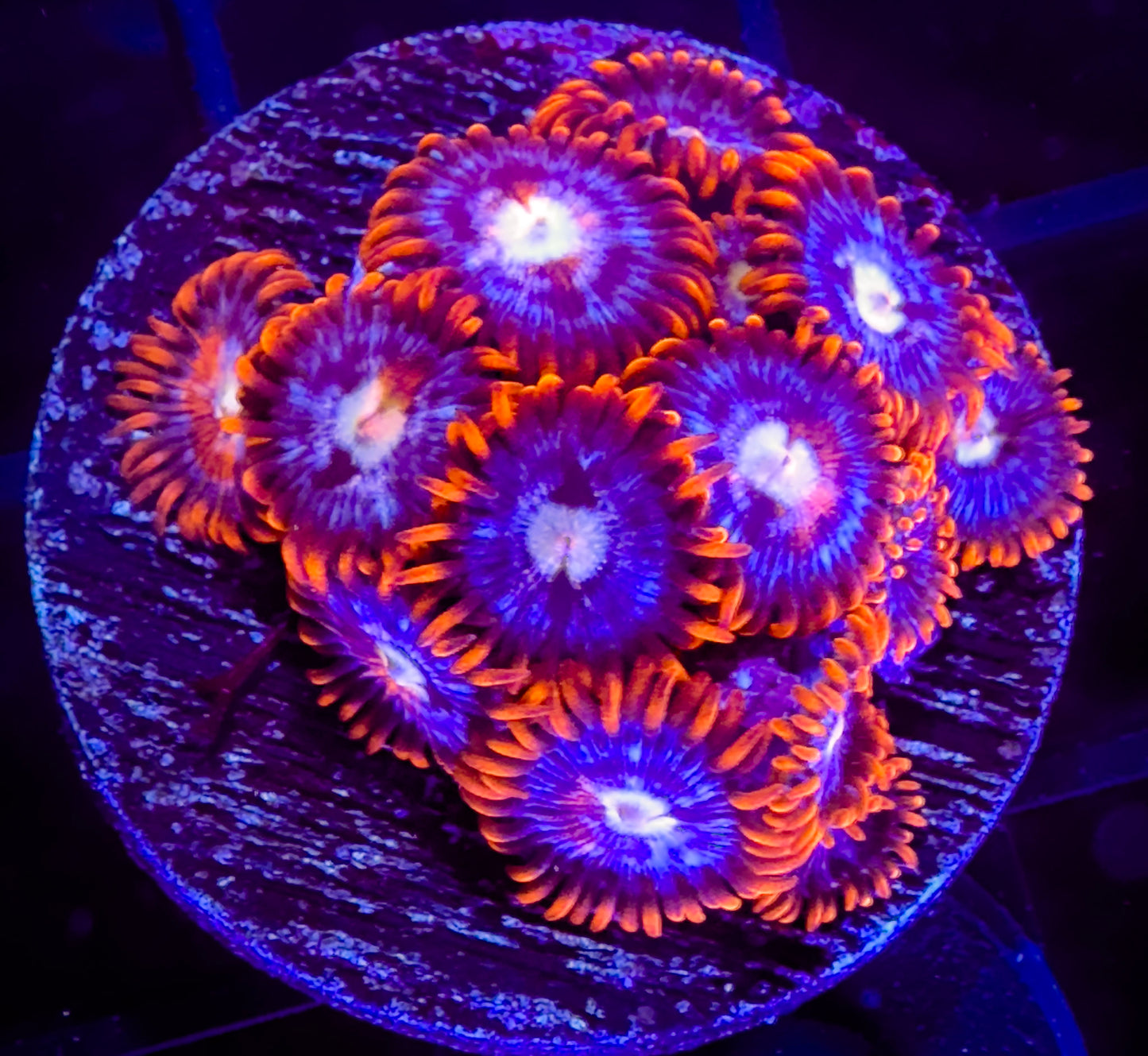 New Fire and Ice Zoanthids