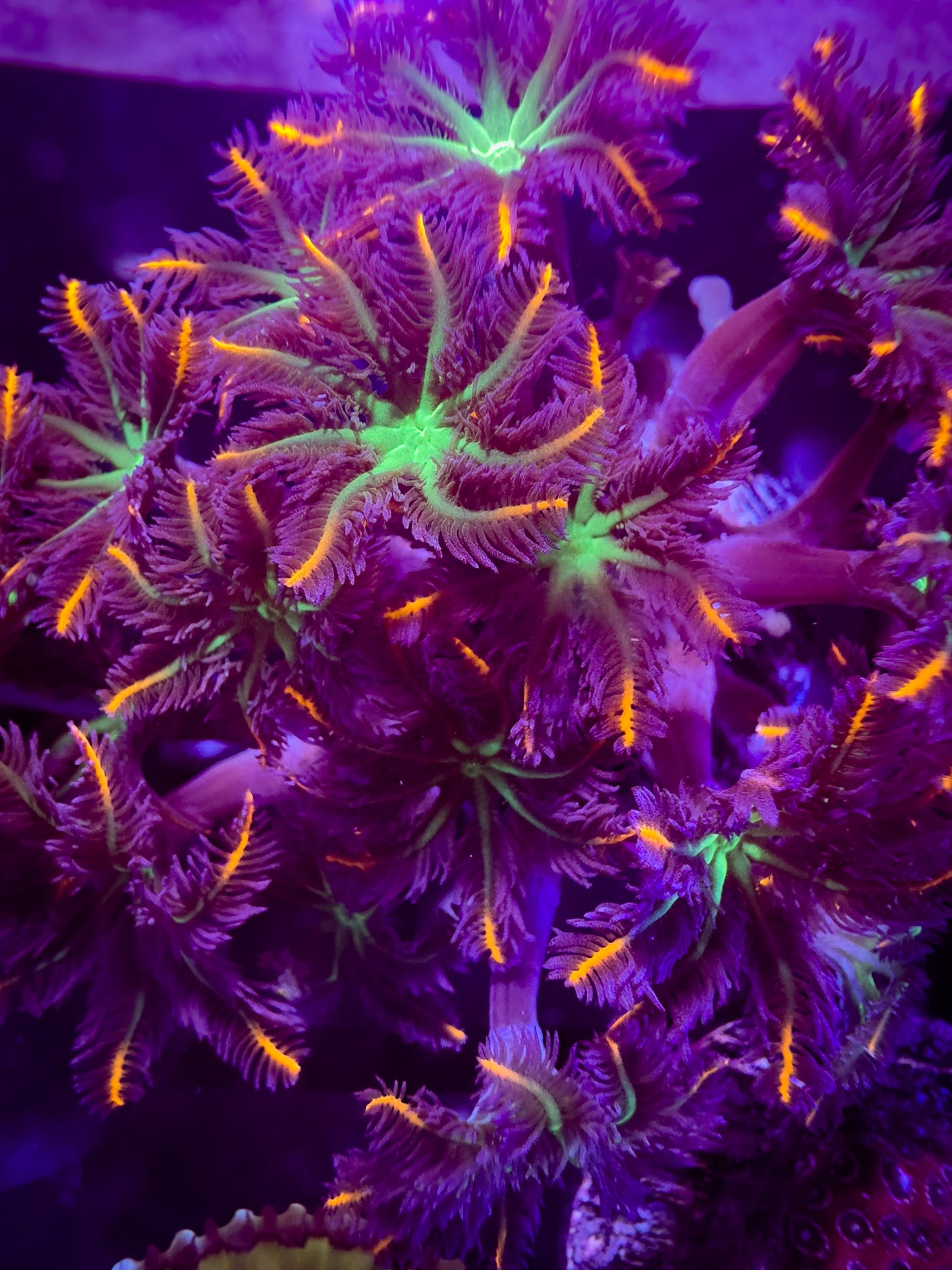 Fireworks Clove Polyps