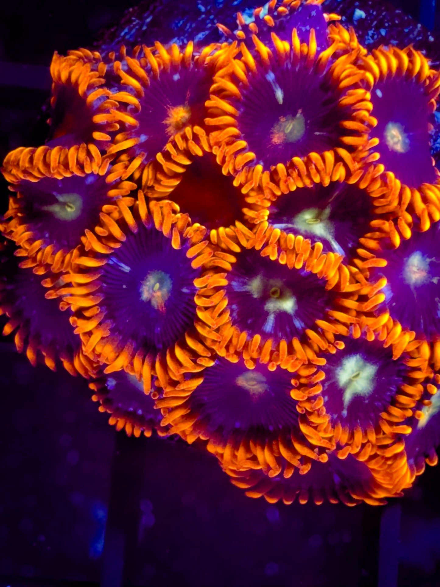 GC Confused Fireballs Zoanthids