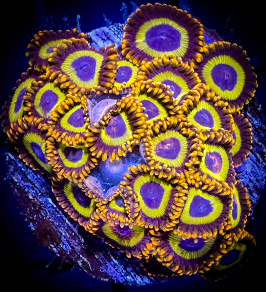 WYSIWYG Fruitloops Zoanthids Large Frag C