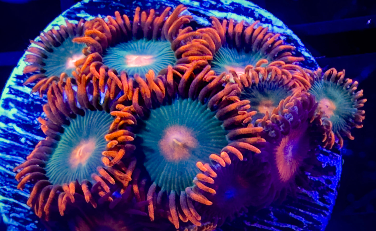 Gatorade Zoanthids