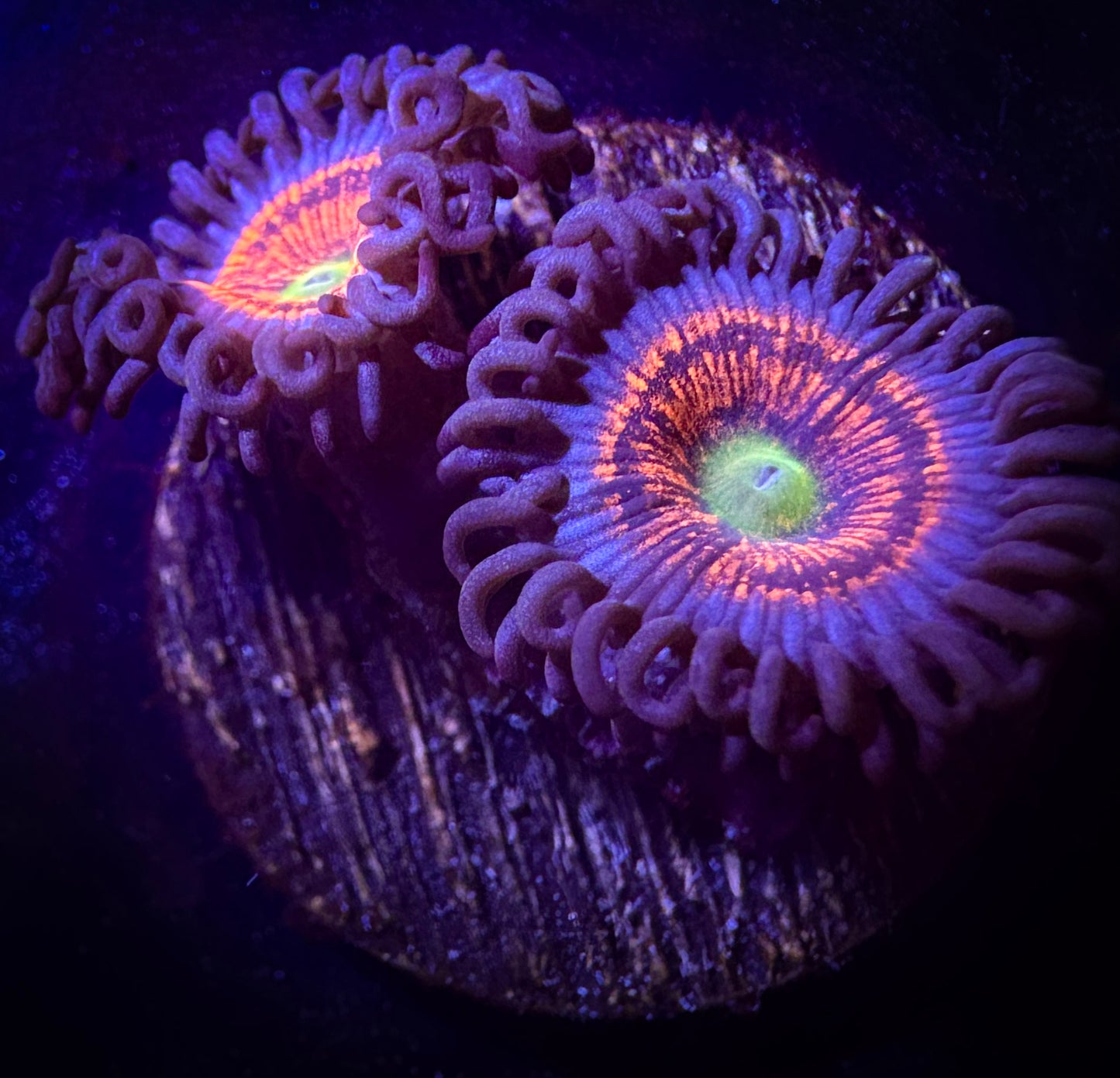 Gobstopper Zoanthids