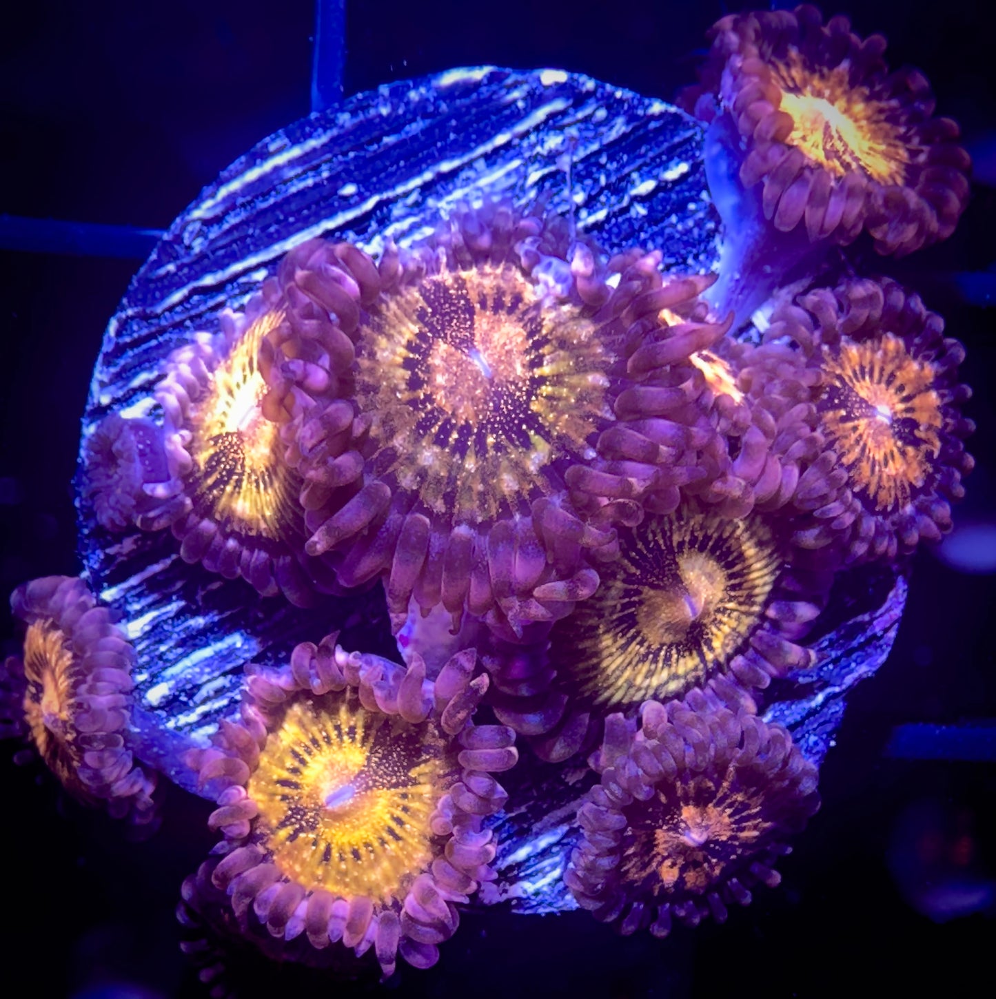 JF Mohican Sun Zoanthids or WWC Pandoras