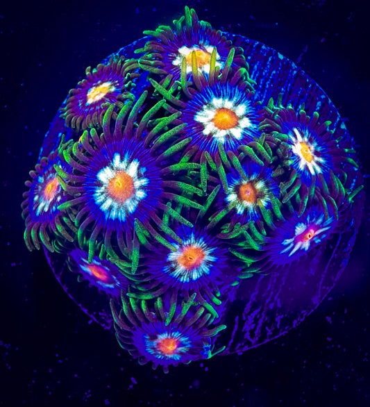 JF Stargazer Zoanthids