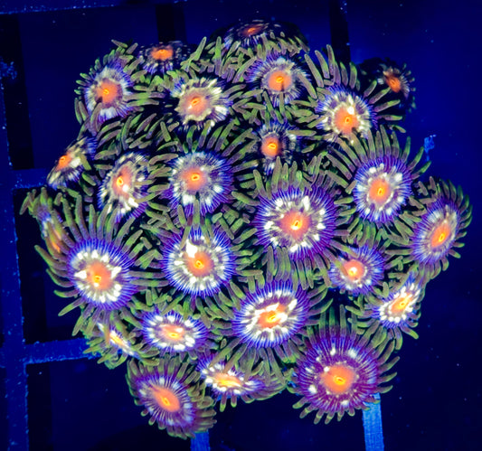 WYSIWYG JF Stargazer Zoanthids Mini Colony B