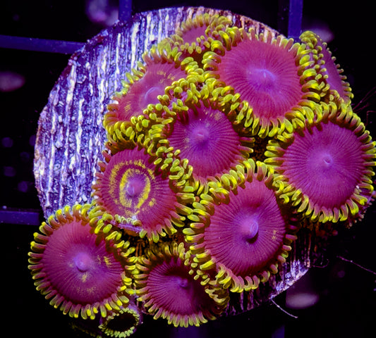 Jokers Zoanthids