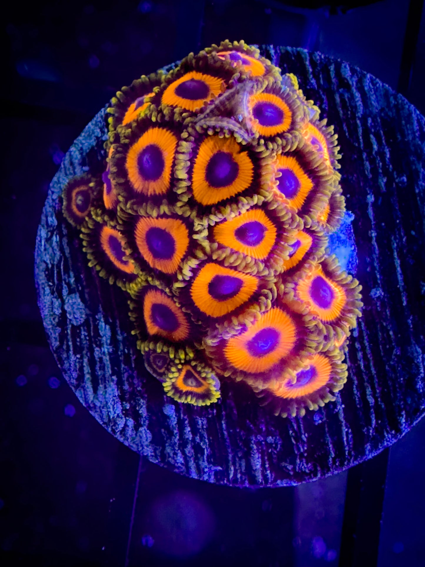 JF Jungle Juice Zoanthids