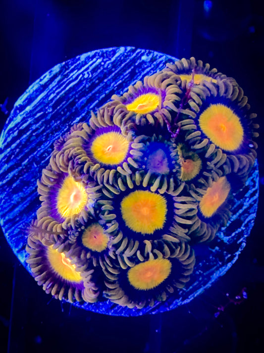 CC Tutti Fruity Zoanthids