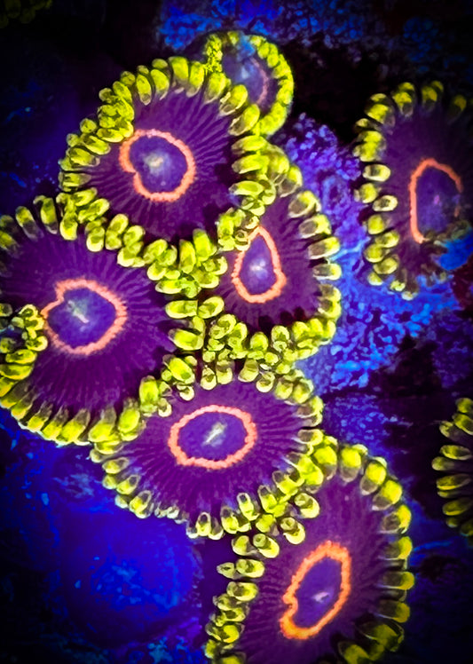 Purple Hearts Zoanthids