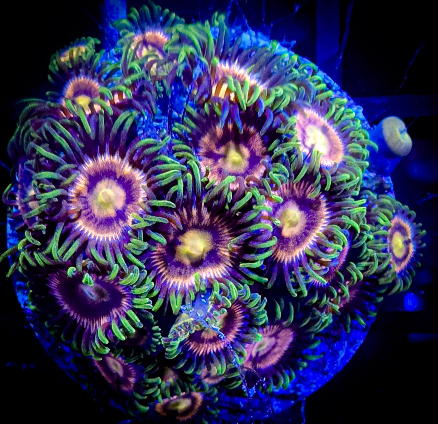 Laser Lemons Zoanthids