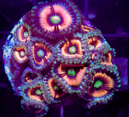 Lord of the Rings Zoanthids