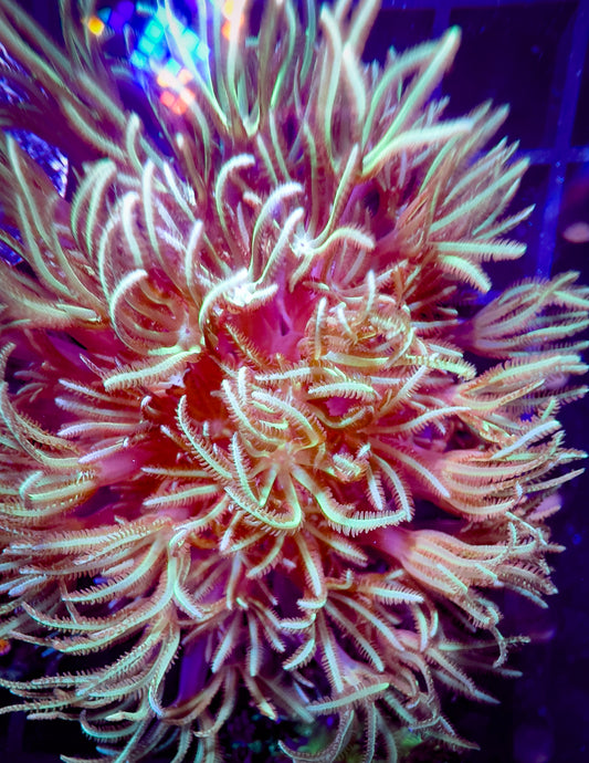 Mint Julip Pipe Organ coral