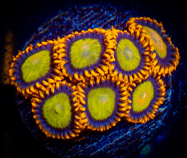 Mandarin Oranges Zoanthids