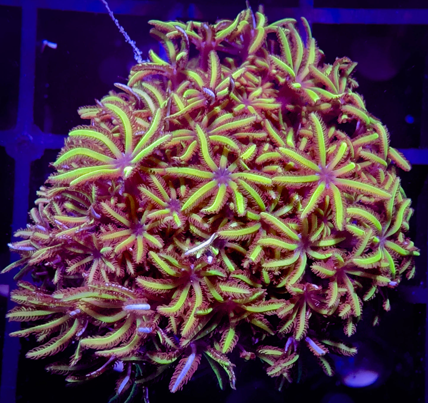 Navy-Eyed Pipe Organ Coral