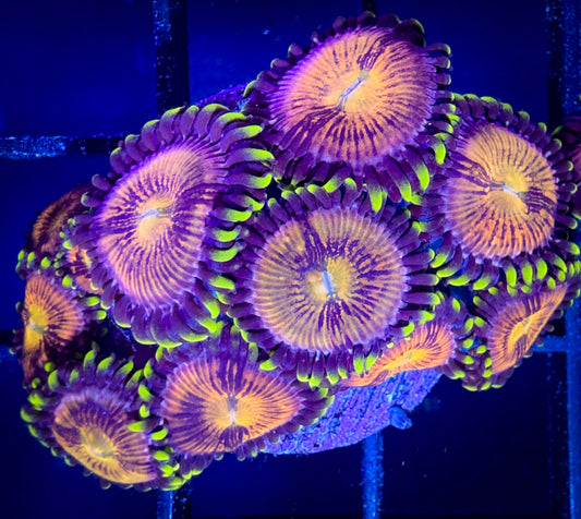 WYSIWYG Nirvanas Zoanthids Large Frag B 02A4