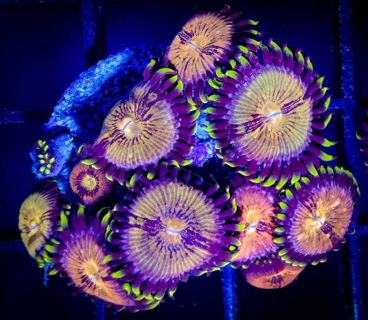 WYSIWYG Nirvanas Zoanthids Large Frag 02B2
