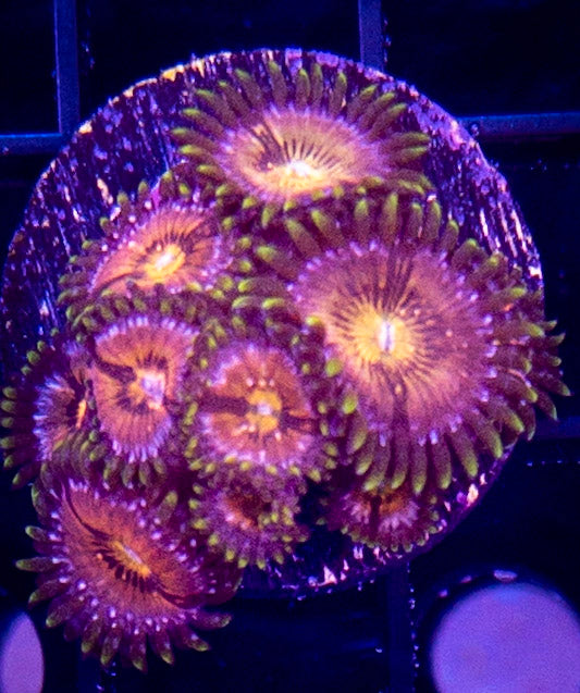 Nirvanas Zoanthids