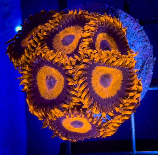 WYSIWYG CB Orange Hornets AKA Oxides Zoanthids Large Frag 01B4