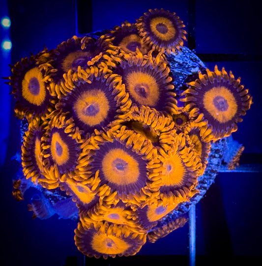 WYSIWYG CB Orange Hornets AKA Oxides Zoanthids Large Frag 01B3
