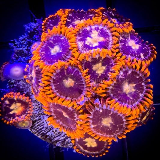 WYSIWYG Peach Starscream Zoanthids