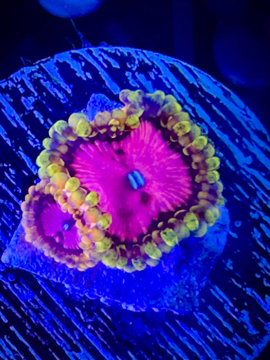 Pink Diamonds Zoanthids