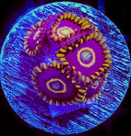 Blue Hornets Zoanthids