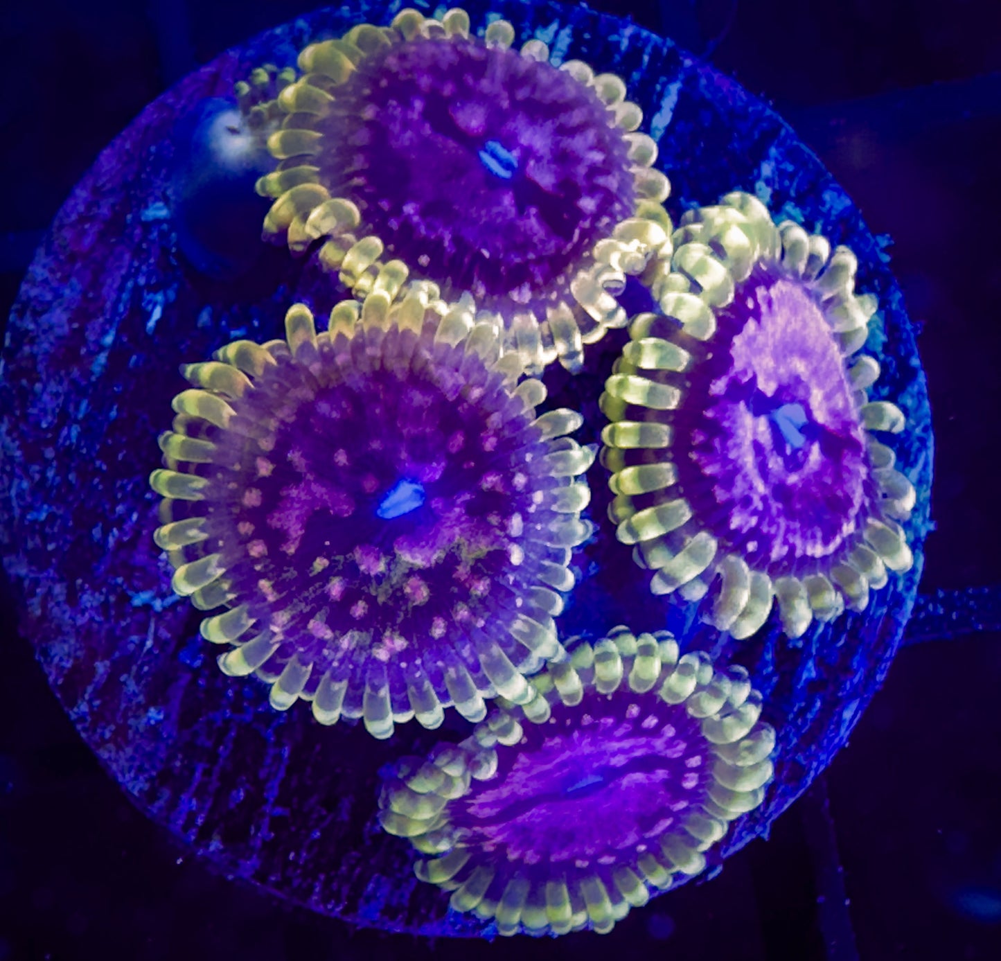 WWC Purple Monsters Zoanthids