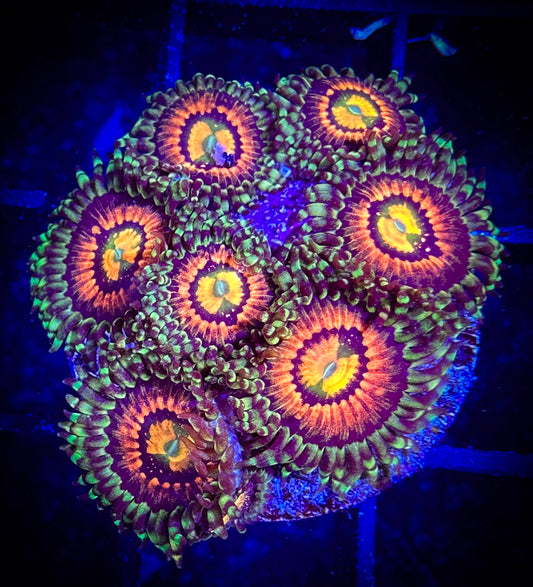 Rainbow Incinerator Zoanthids