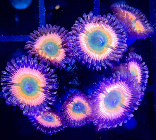 Cornbread Rainbow Infusions Zoanthids