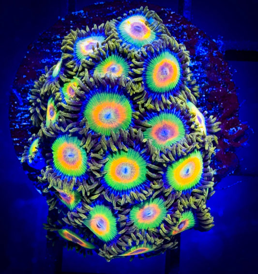 WYSIWYG Rastas Zoanthids Large Frag B